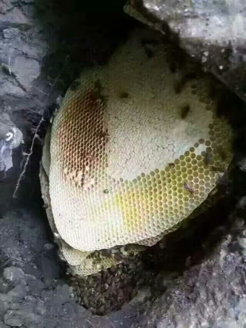 蜂蜜1斤
