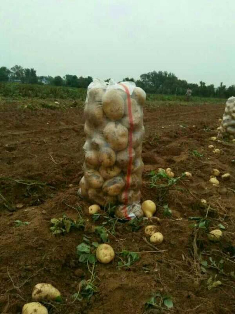 沃土土豆！土豆通货！大量上市了