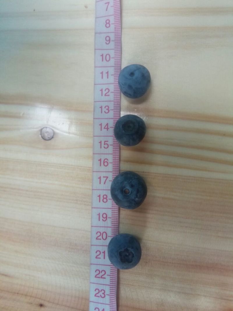 蓝丰蓝莓鲜果12~14mm以上