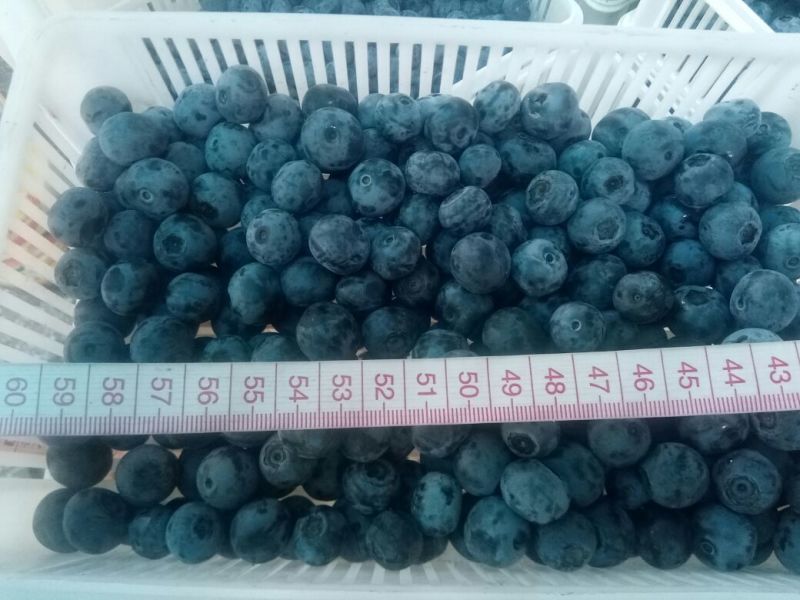 蓝丰蓝莓鲜果12~14mm以上