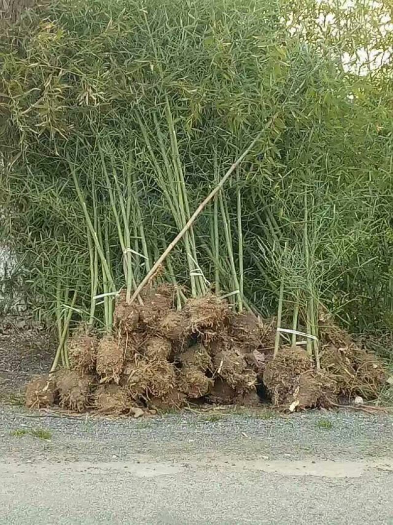 早园竹2~3m