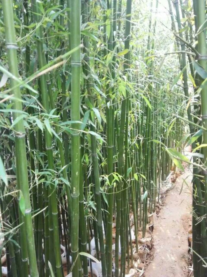 早园竹2~3m