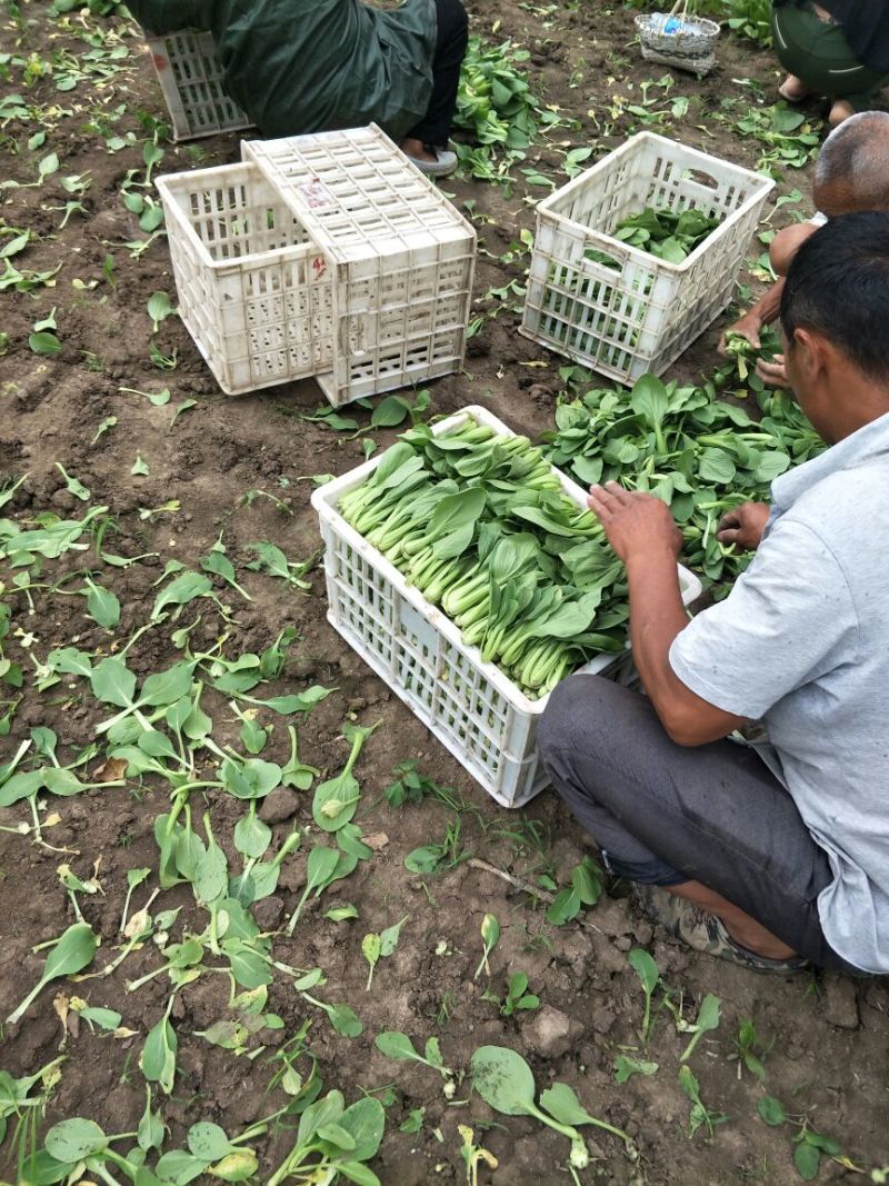 精品上海青小油菜基地直供，品质保证长期供应全国发货
