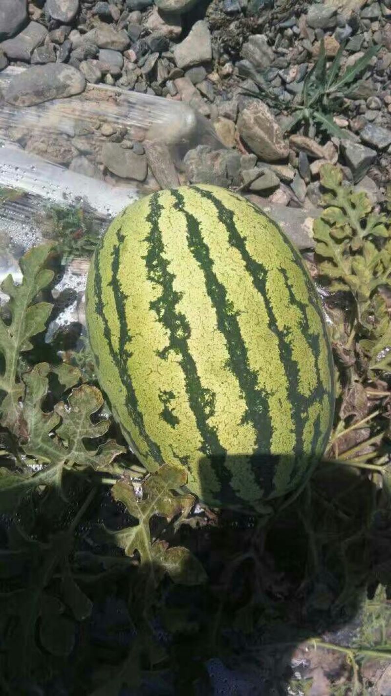 金城5号西瓜8斤打底9成熟1茬