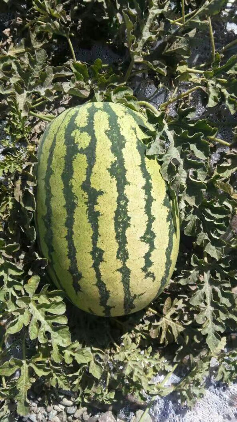 金城5号西瓜8斤打底9成熟1茬