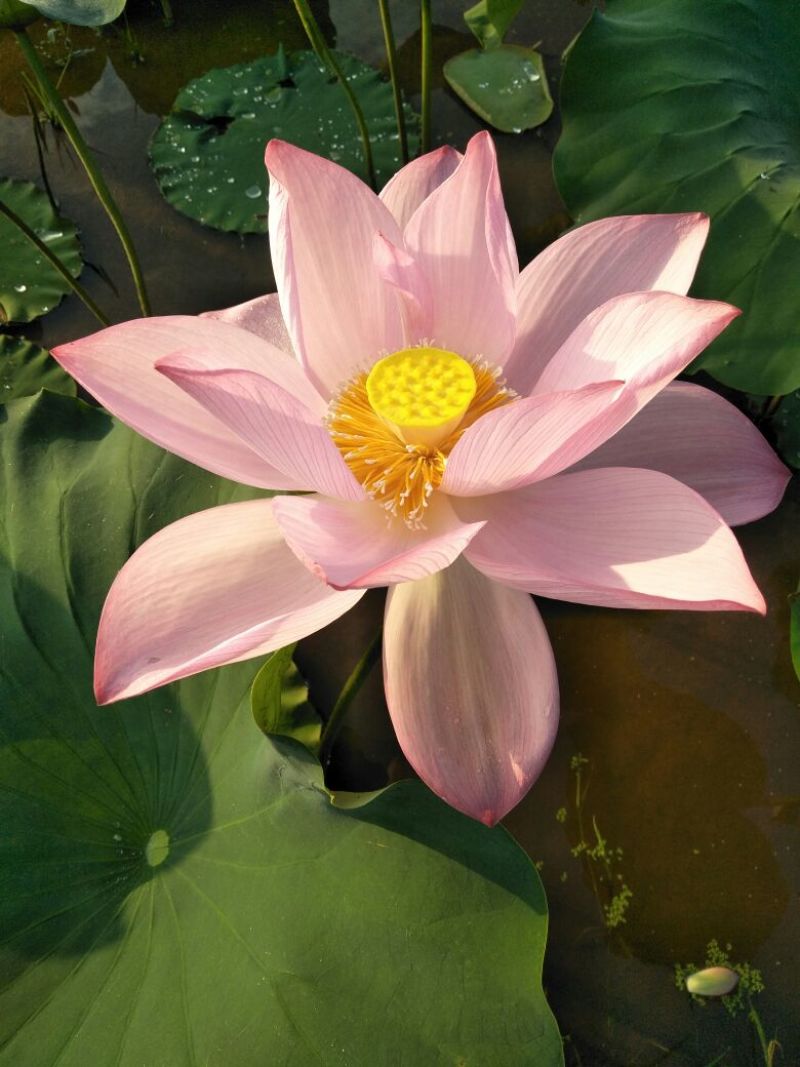 2025年新货，广昌一级实芯白莲干莲子批发