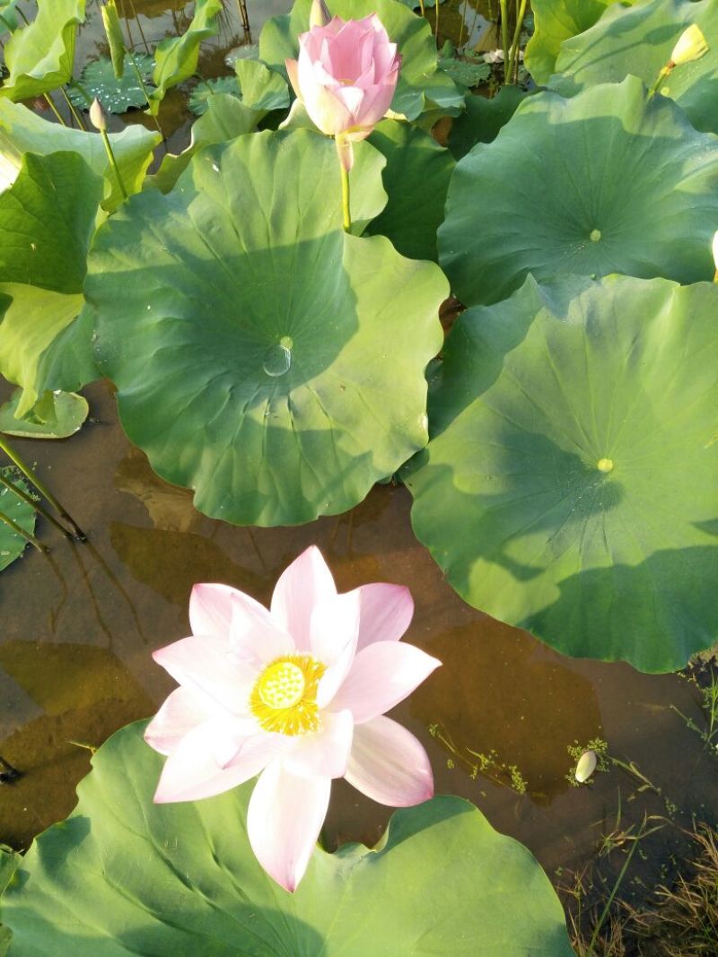2025年新货，广昌一级实芯白莲干莲子批发