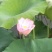 2025年新货，广昌一级实芯白莲干莲子批发