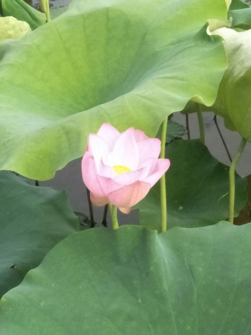 2025年新货，广昌一级实芯白莲干莲子批发