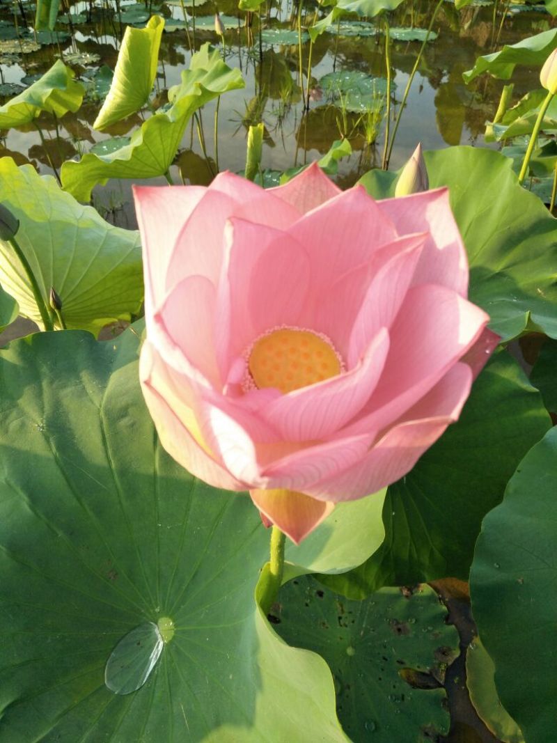 2025年新货，广昌一级实芯白莲干莲子批发
