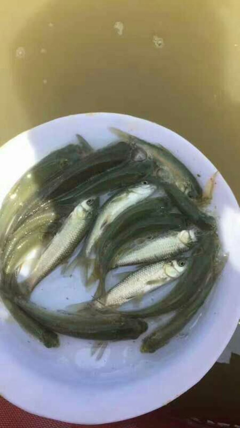 长江鱼完鱼苗8~10cm人工养殖，全国发货