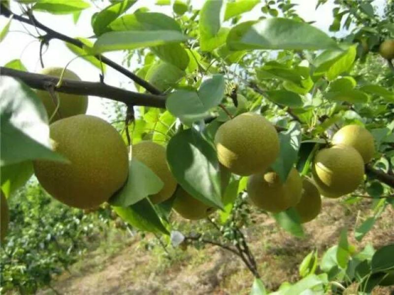 翠冠梨200~250g纸袋