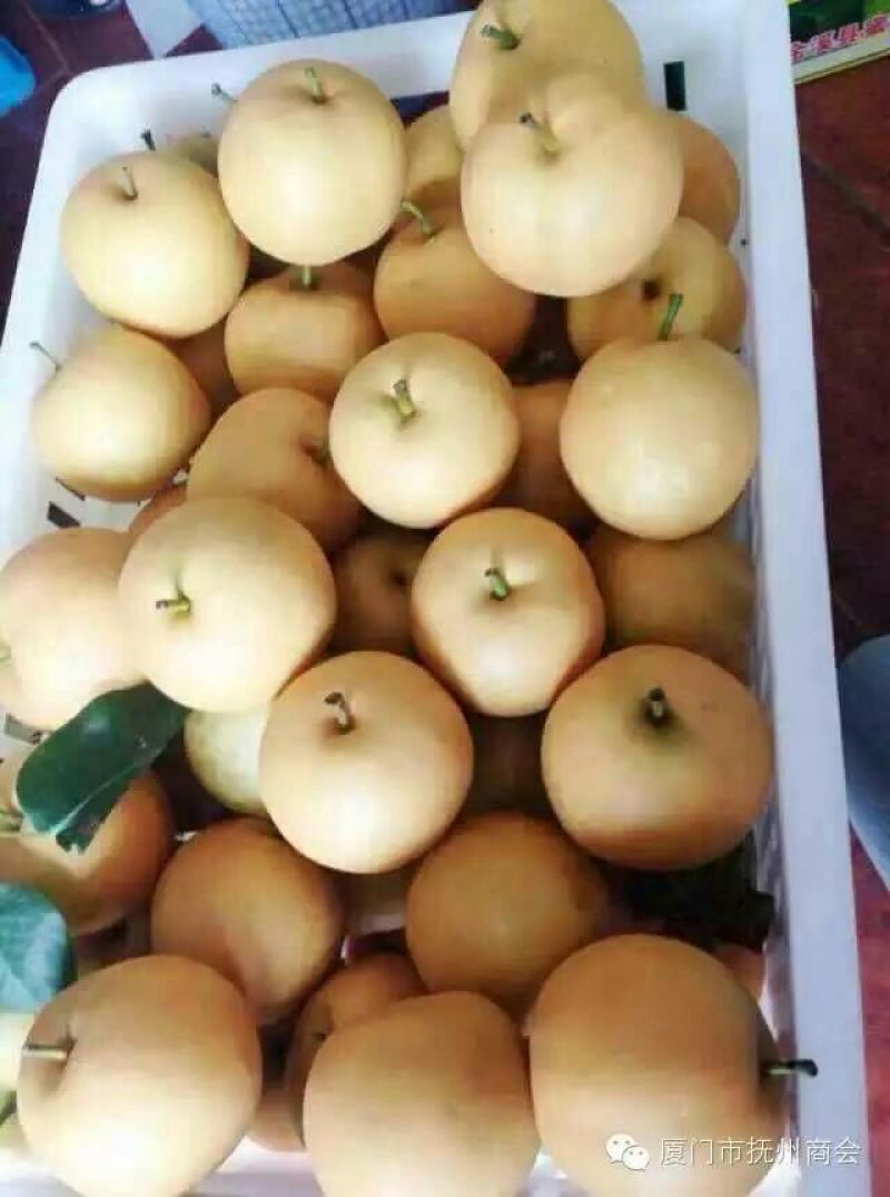 翠冠梨200~250g纸袋