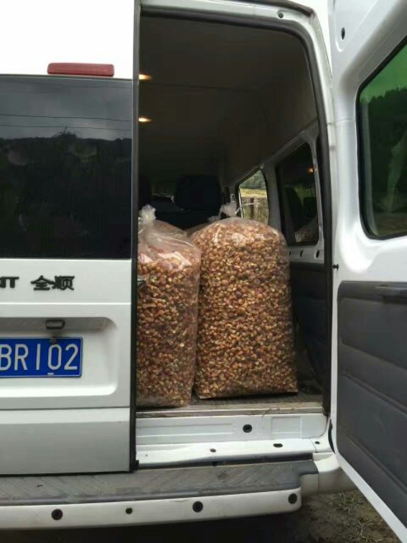 姬松茸特级
