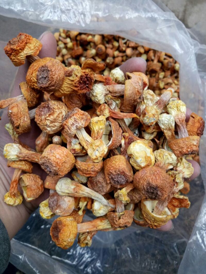 姬松茸特级
