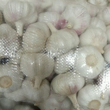 邳州大蒜6~6.5cm干蒜