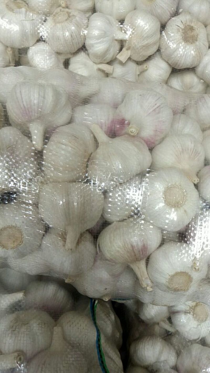 邳州大蒜6~6.5cm干蒜