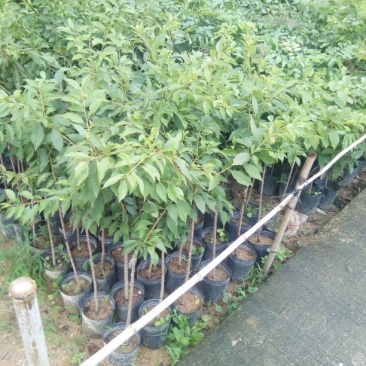 三华李树苗50~100cm