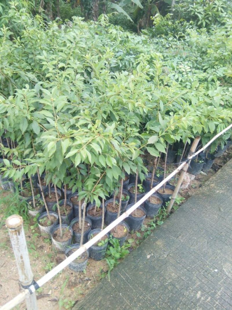 三华李树苗50~100cm
