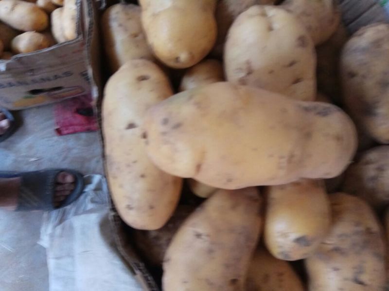 大量荷兰十五土豆上市中。光色鲜艳个大，品质优
