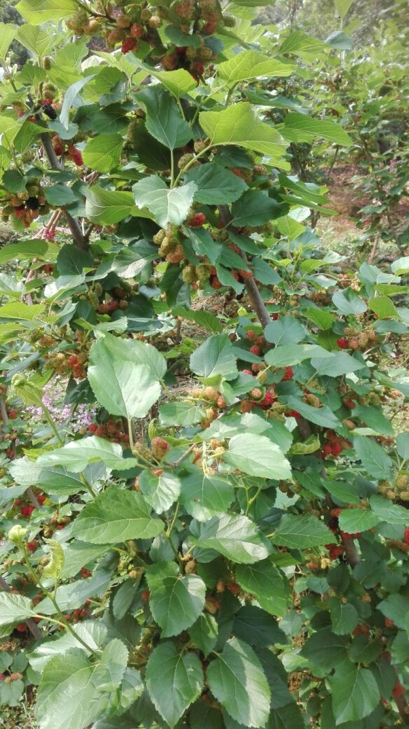 桑树苗100~120cm