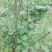 桑树苗100~120cm