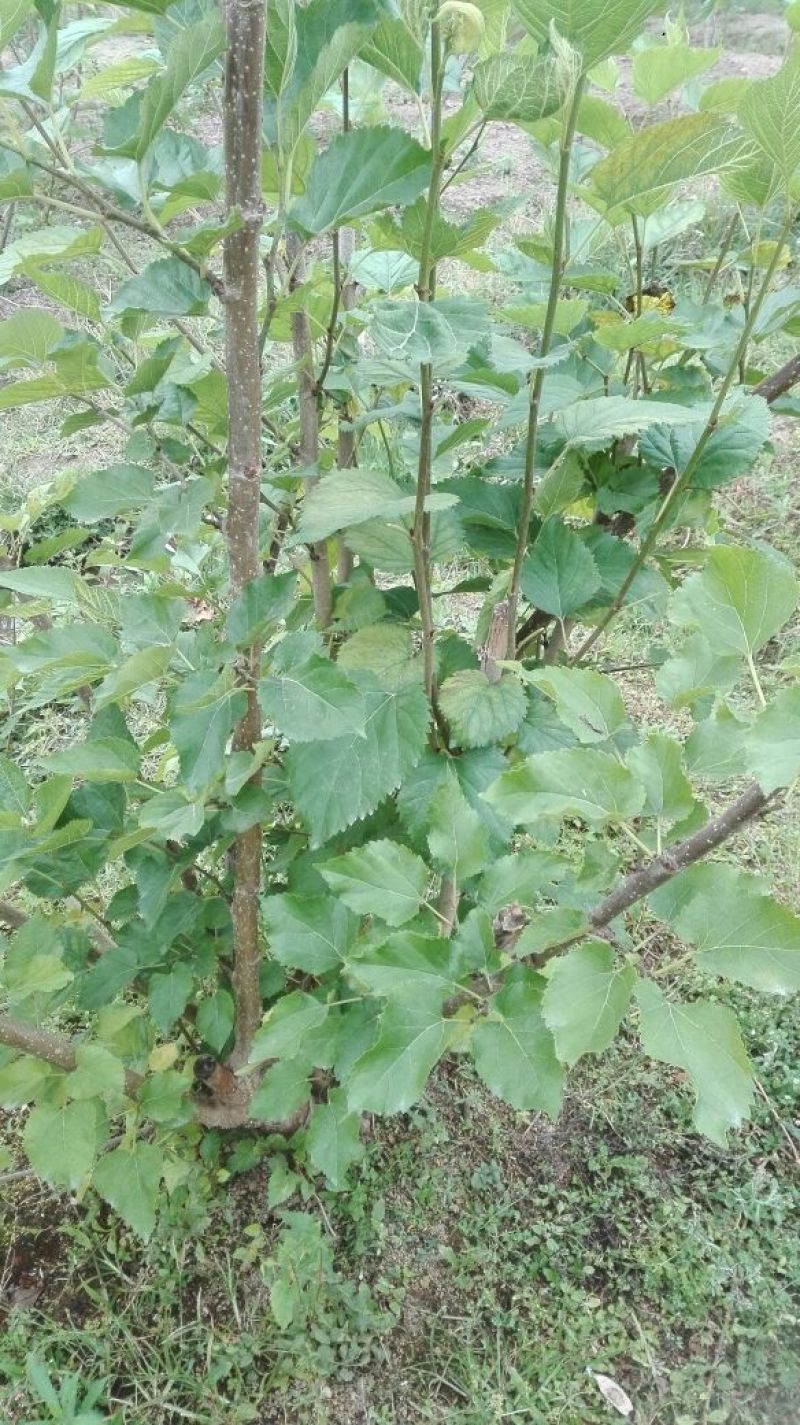 桑树苗100~120cm