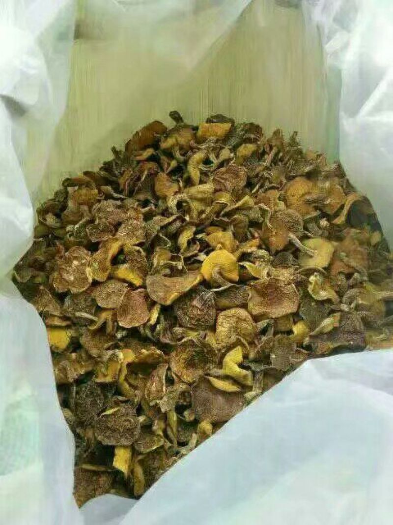 松蘑一级