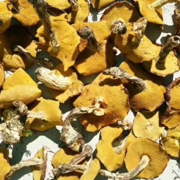 松蘑一级