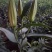 荷兰百合3~4凌源鲜花批发
