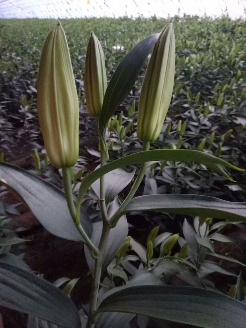 荷兰百合3~4凌源鲜花批发