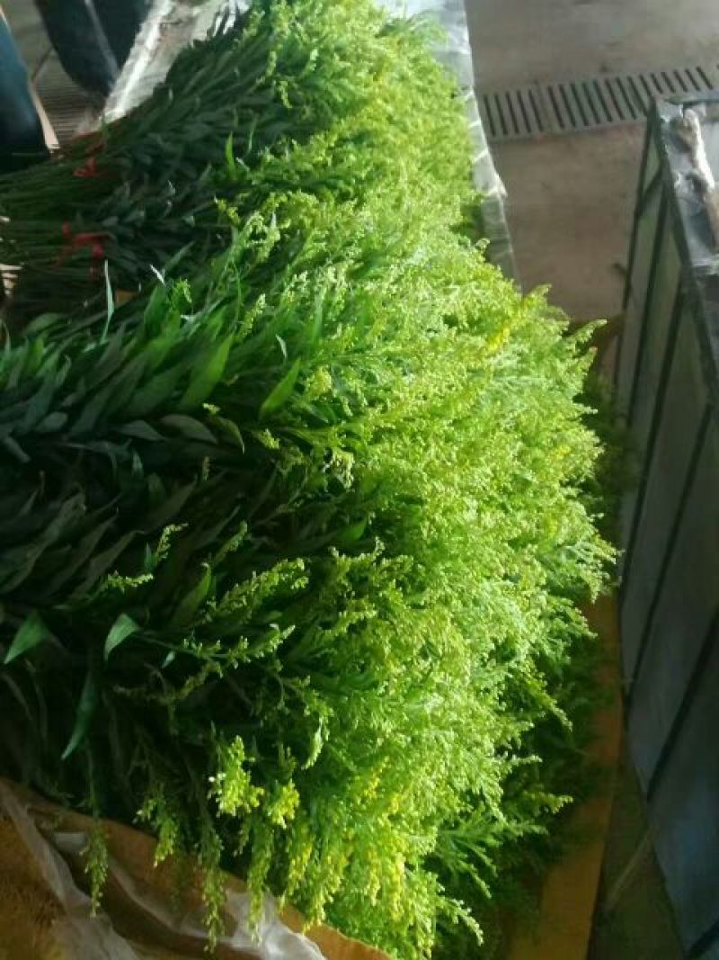 黄莺草50~100cm
