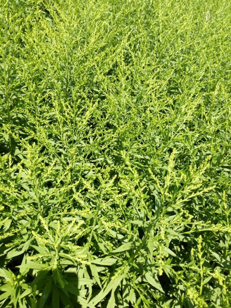 黄莺草50~100cm