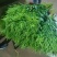 黄莺草50~100cm