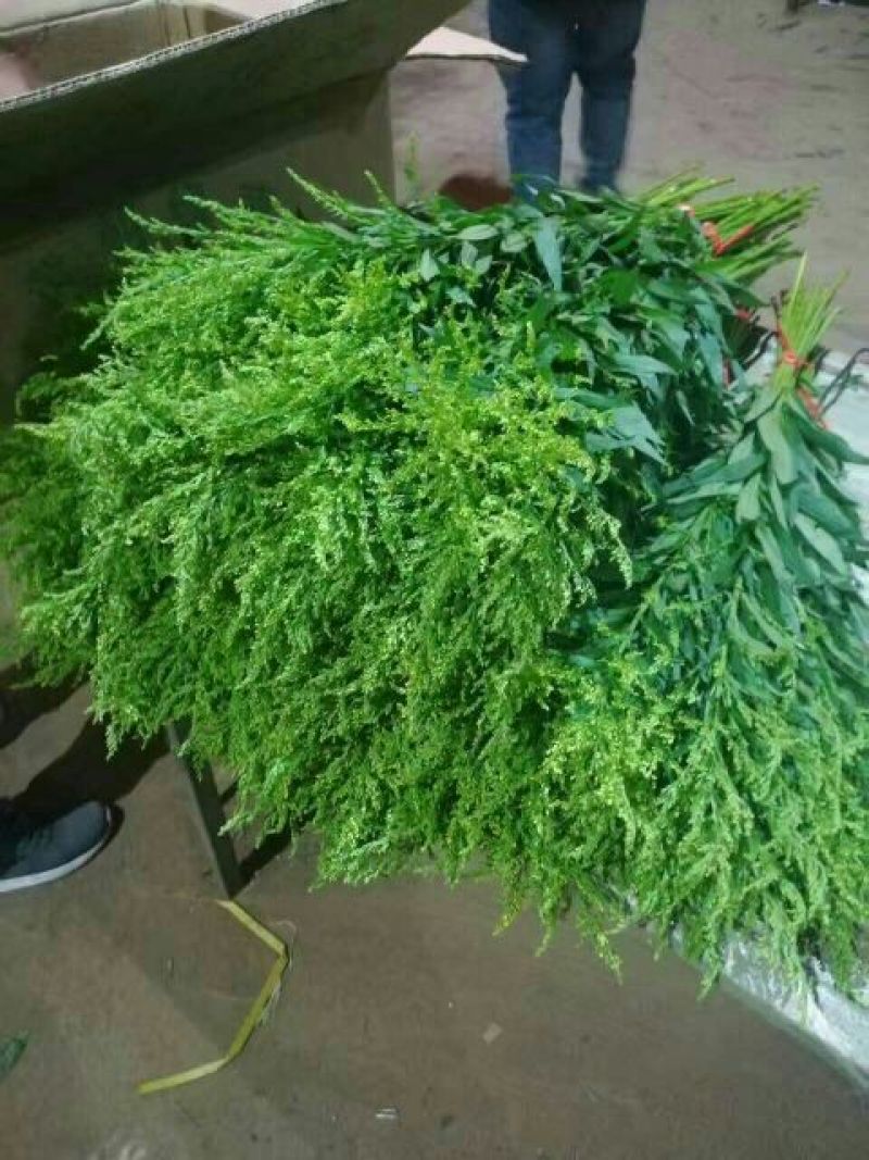 黄莺草50~100cm