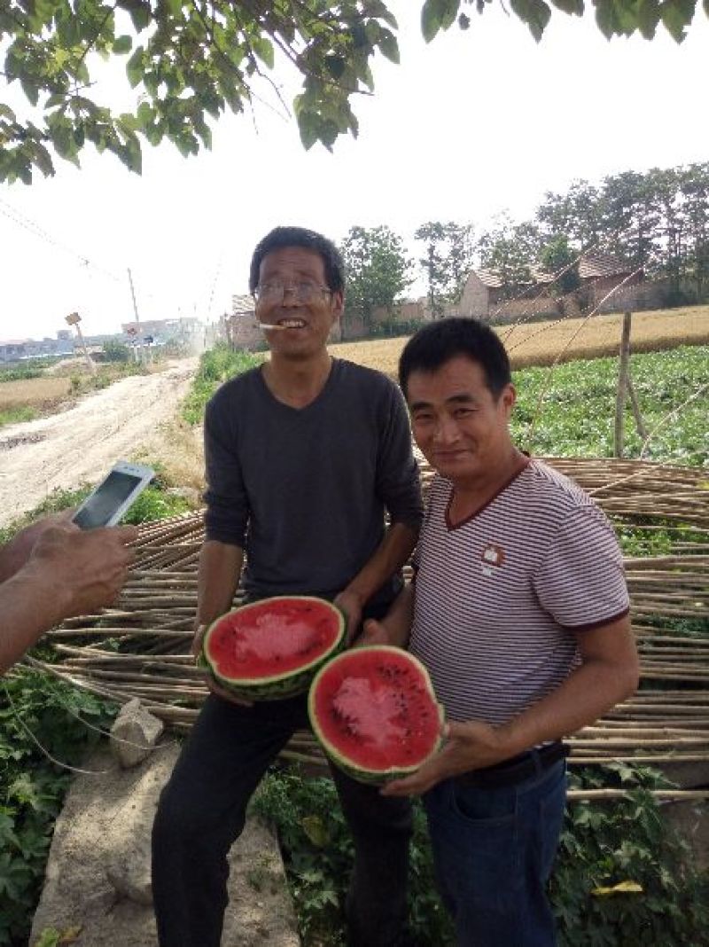 黑皮无籽西瓜10斤打底9成熟1茬