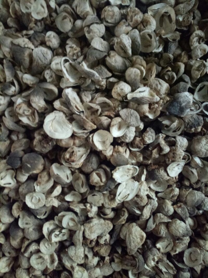 干草菇2.5cm以上