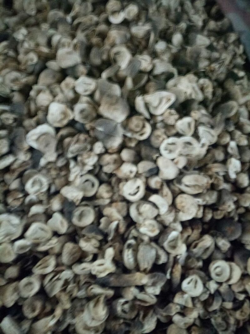 干草菇2.5cm以上
