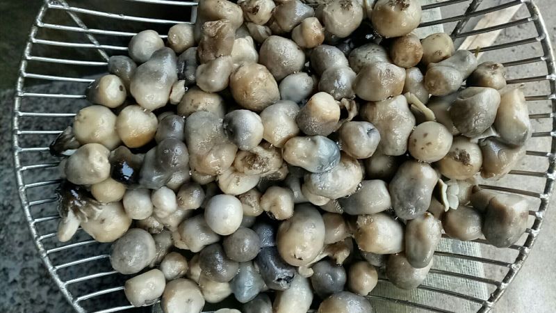 干草菇2.5cm以上