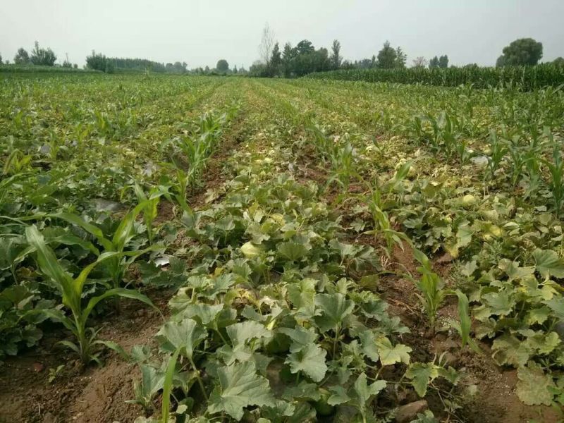 【推荐】精品露天香瓜0.5斤以上起步量大价优