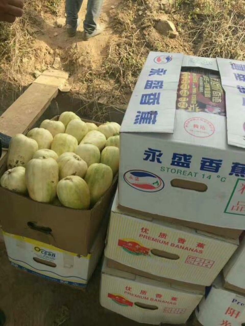 【推荐】精品露天香瓜0.5斤以上起步量大价优