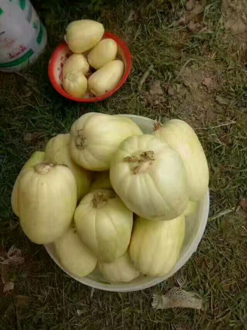 【推荐】精品露天香瓜0.5斤以上起步量大价优
