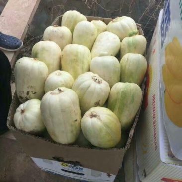 【推荐】精品露天香瓜0.5斤以上起步量大价优