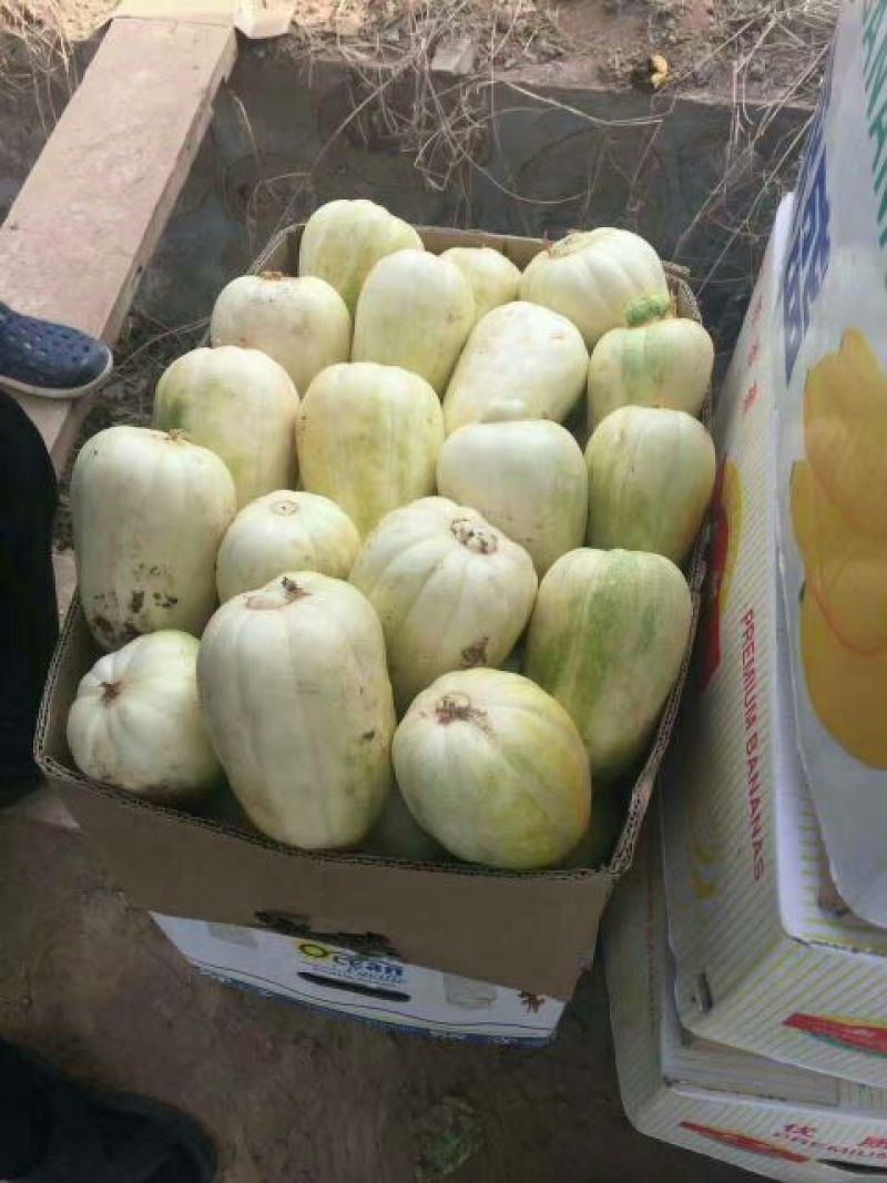 【推荐】精品露天香瓜0.5斤以上起步量大价优
