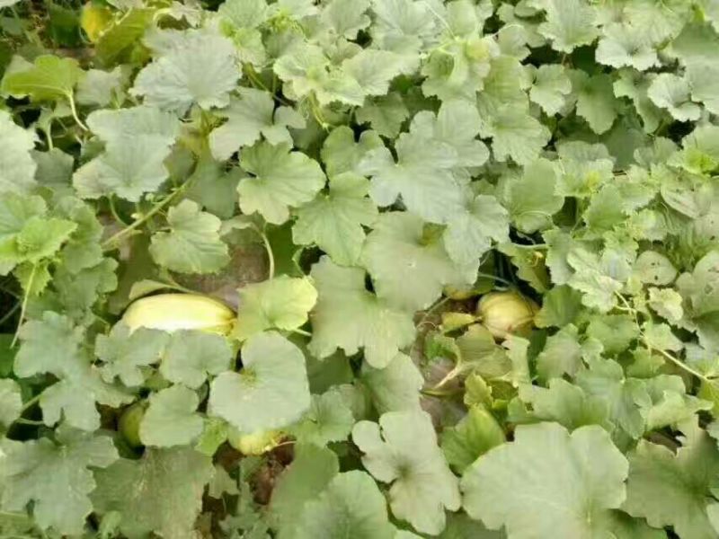 【推荐】精品露天香瓜0.5斤以上起步量大价优