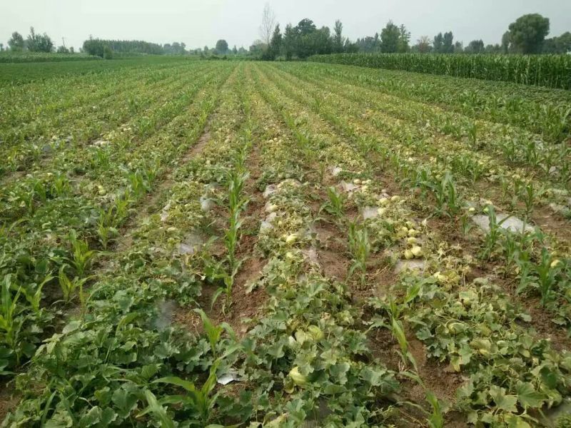 【推荐】精品露天香瓜0.5斤以上起步量大价优