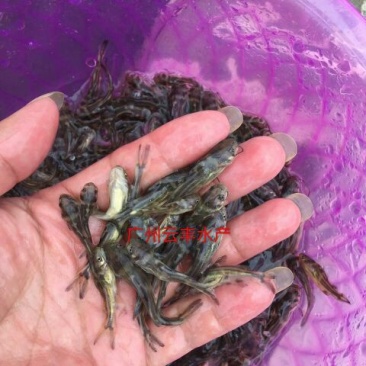 黄颡鱼苗黄骨鱼苗