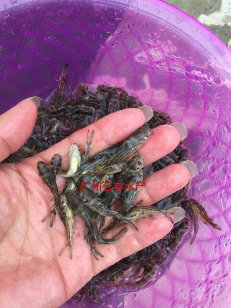 黄颡鱼苗黄骨鱼苗