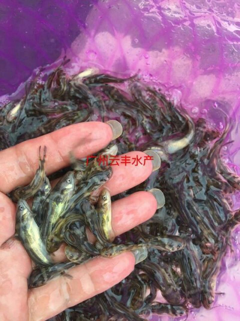 黄颡鱼苗黄骨鱼苗
