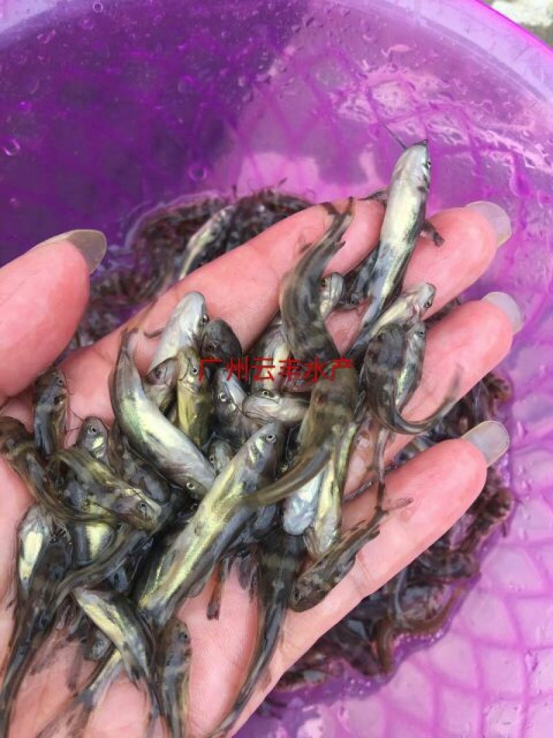 黄颡鱼苗黄骨鱼苗